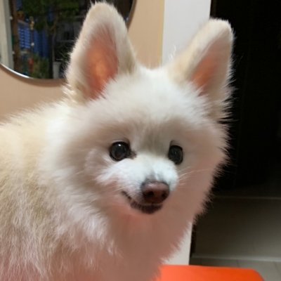 白たぬきポメラニアンのクラ公 O6avrr4uooutwsh Twitter