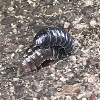てせうす ぜひともこれを見ていただきたい オドリドリの踊り子が失敗して 負けた 仕様なのかバグなのか オドリドリのアイデンティティ喪失事件 一応拡散希望 ポケモンサンムーン ポケモン対戦 拡散希望