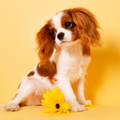 Pettdoog's profile picture. 