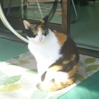 日向猫 (@hinataneko4) 's Twitter Profile