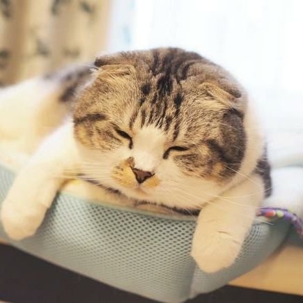 ねむり猫 على تويتر 愛之助との泥沼破局騒動 熊切 捨てられただけだよ でも愛之助の方がマスコミ的には金になるから愛之助 は非難されない それだけのこと