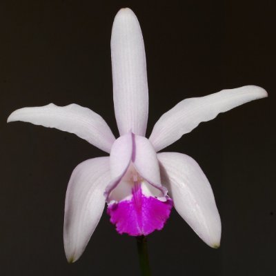 IUCN_Orchids Profile Picture