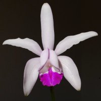 IUCN Orchid Specialist Group(@IUCN_Orchids) 's Twitter Profile Photo