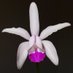IUCN Orchid Specialist Group (@IUCN_Orchids) Twitter profile photo