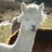 Friendly Llama