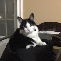 Liam, Cat Lawyer (@liamjamescatesq) 's Twitter Profile