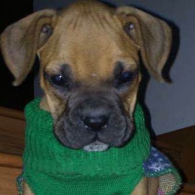 notu99's profile picture. dogs