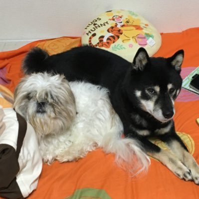 1nTv9PKPpZeWMDo's profile picture. 動物大好きです！非リアです