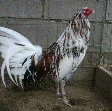 Roberto38908609's profile picture. 