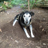 Beechcroft Wildlife (@beechcrow) 's Twitter Profile