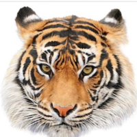 LMES (@lmestigernation) 's Twitter Profile