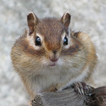 津別町のチミケップ湖と森の情報を発信します(冬以外)
【津別町が管理】
キャンプ場(無料):2025年は5月10日から10月31日まで
問い合せ 0152-77-8388 津別町役場産業振興課商工観光係
【北海道が管理】
周囲の森は野鳥公園、遊歩道有り
【アクセス】
通年通行可と冬期通行止・通年通行止の路線有り