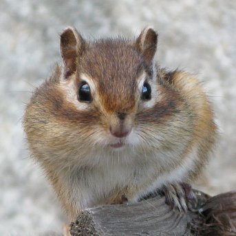 北海道津別町のチミケップ湖と森の情報を発信します（冬以外）
【津別町が管理】
キャンプ場（無料）：2023年は５月１４日から１０月下旬まで
禁止事項有り、問い合せは津別町か観光協会へ
【北海道が管理】
周囲の森は野鳥公園に指定、遊歩道有り
【アクセス】
通年通行可と冬期通行止・通年通行止の路線有り