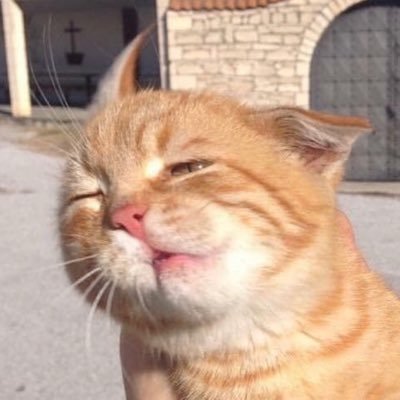 caturdaymood's profile picture. 