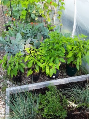 A 1 acre farm in Kitsap County providing the community with unique and healthy food choices.