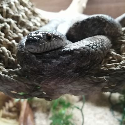 lurkinsmith's profile picture. Come get me boi!