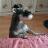 Nov. 29. 1979,  male, like singing, baseball, golf, drinking liquid^^ I love my lovely pet schnauzer Gaeforme