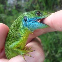 luisa fitzpatrick (@lu_fitz) 's Twitter Profile