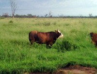 luisresio's profile picture. 