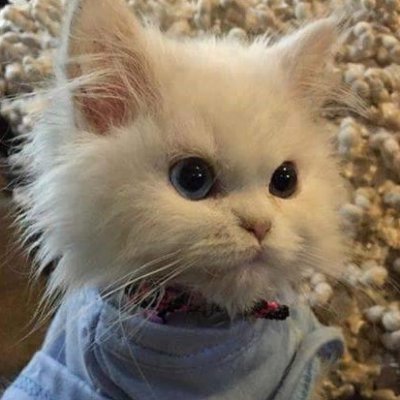 mr_f1uffybutt's profile picture. 