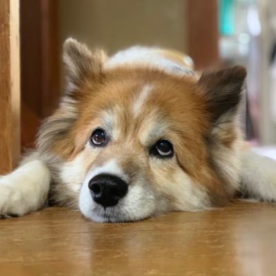無言フォロー失礼します&歓迎です。元学校関係勤務で晴れの国岡山県の雨男とはワシのことじゃよ。城下町出身。 趣味:ボードゲーム・キャンプ・アウトドア・焚き火・ジュウレンジャー・モルック・シネマンガテレビ。ボードゲームは2018年の水害の年から本格的にやり始めました。(細々とボードゲーム講師として各所に派遣されてます)