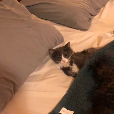 aslmelton's profile picture. No matter how hard I try, I just can’t be normal.