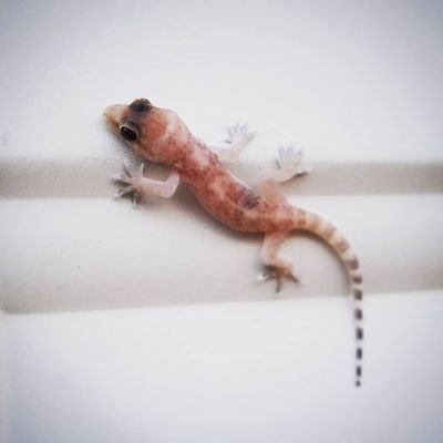 Loxicen's profile picture. oodelally oodelally golly what a day. she/her