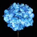 frank rapp - @vineyardimages - Twitter