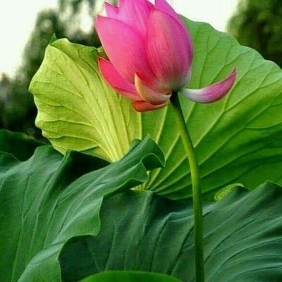 phool kaise banti hai