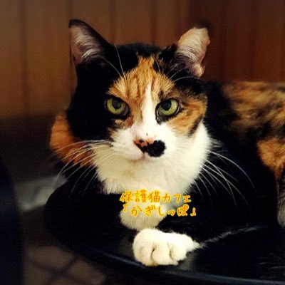 三重県松阪市清生町642-1#保護猫カフェ#キャットシッター「#かぎしっぽ」スタッフ猫ちゃんは、全員、保護した子達です。#里親募集中（#譲渡条件あり） 【13時〜18時】（定休日☆水曜日）※保護活動や、猫達の体調により、営業時間の変更や、臨時休業有 #ご来店が支援になります／投稿専門です。DM気付きません🙏