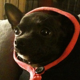 vpiglet's profile picture. Life is but a dream.....