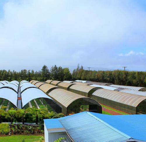 WOWFarm's profile picture. Naturally grown, vine ripened tomatoes. Chemical and Pesticide FREE! Mo' bettah, no can get!