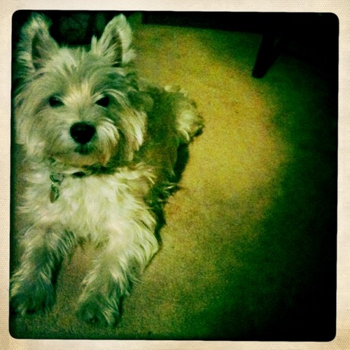 HenryTheWestie's profile picture. Wrestler, snuggler, bacon enthusiast, underpants thief. I live with @StephanieWDC. She makes the rules, I get the treats.