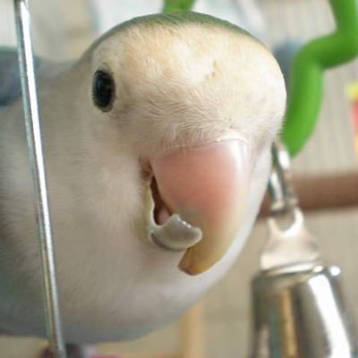 hagikomainko's profile picture. コザクラ、ボタン、サザナミ、ヒメウズラetc…/城/歴史/考古学/博物館美術館/旅行/奥会津/韓国/韓国時代劇/千葉ロッテマリーンズ화이팅！#81 #34 #38