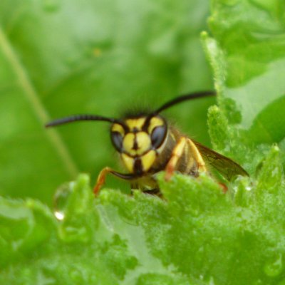 La #naturaleza de un valle gallego totalmente rodeado por eucaliptos
Conociendo la #fauna y #flora que nos rodea
Respetamos y fomentamos la #biodiversidad