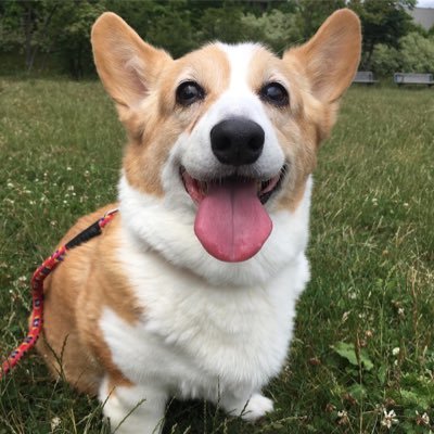 nizicorgi's profile picture. 2007.02.13〜2022.06.12🌈15歳4か月🌈コーギーの女の子にじ🌈2019.05にDM(変性性脊髄症)を発症し約3年頑張りました。ずっとずっと大切な愛しい子です。