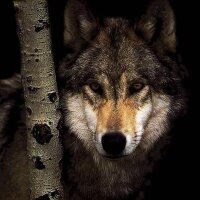 Vadim Mekertychev (@madmeker) 's Twitter Profile