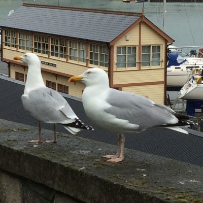 OldDevon's profile picture. We're 2 old Devon birds who’d like to encourage all to live life to the full, in the way they want, with maybe a few suggestions thrown in along the way.
