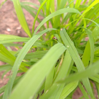 shreharsha1's profile picture. ಕನ್ನಡಿಗ