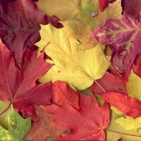 Forest Schools UK (@forestschooluk) 's Twitter Profile