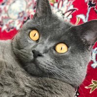 elviadam Recina (@recinadam) 's Twitter Profile