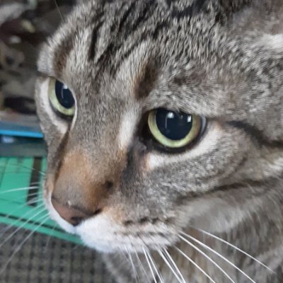 ipetmycats's profile picture. I like to pet my cats. They are cool and strange and I love them.
Please check out my Official YouTube channel, i pet my cats.

Accepting cat submissions!