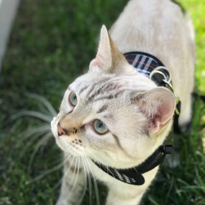 kiki_cat7's profile picture. 