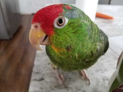 Birbyさんのプロフィール画像