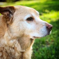 Good Karma Senior Dog Rescue & Sanctuary (@seniordogrescue) 's Twitter Profile