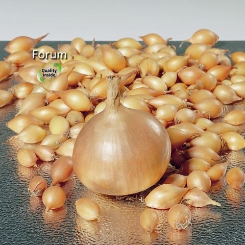 General manager at company Broer BV specialized in onion sets, shallots and garlic