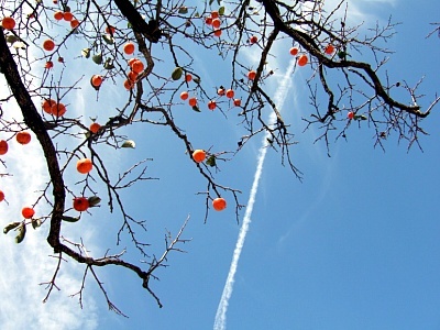 ChoHa707's profile picture. convergence