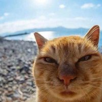 Joe (@luckyjoe198x) 's Twitter Profile Photo