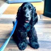 I am Scout! (@_iamscout) 's Twitter Profile Photo I am Scout! (@_iamscout) 's Twitter Profile Photo
