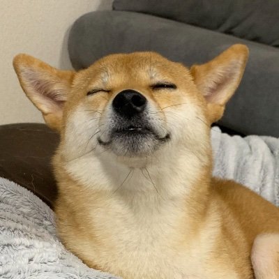 柴犬のらんぼさんwithこつぶ(修行中)さんのプロフィール画像